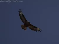Canarische buizerd [Buteo buteo insularum]